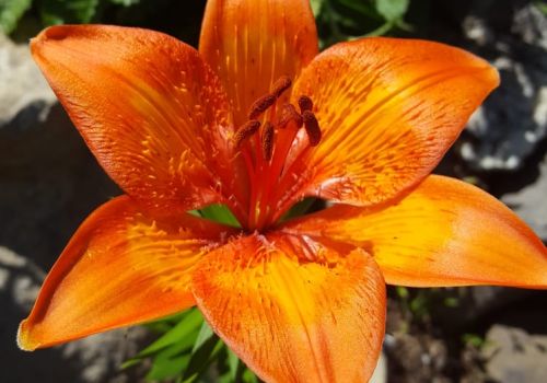 Bulbillentragende Feuerlilie (Lilium bulbiferum ssp. bulbiferum)