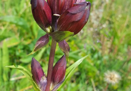 Purpur-Enzian (Gentiana purpurea)